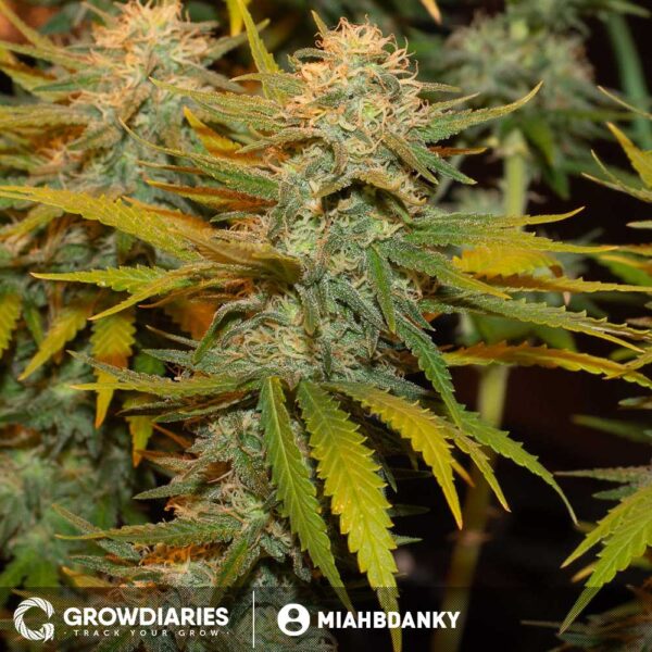 Jackberry Feminized Seeds - Image 3