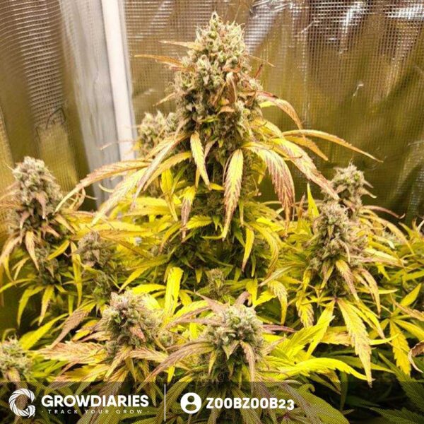 Pineapple Express Autoflower Seeds - Image 5