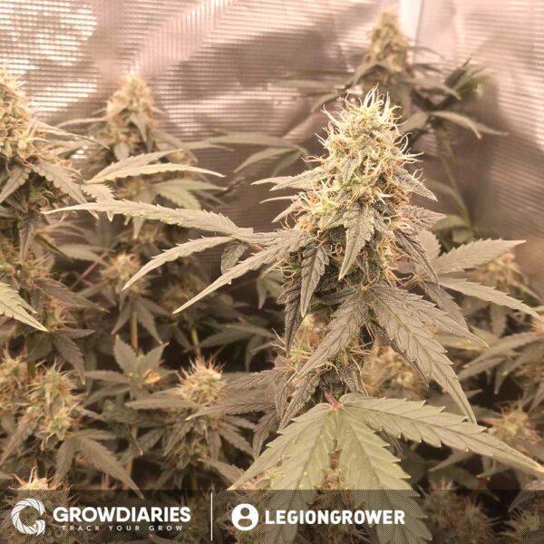 Limoncello Haze ® Autoflower Seeds - Image 4