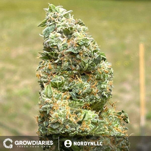 Limoncello Haze ® Autoflower Seeds - Image 6