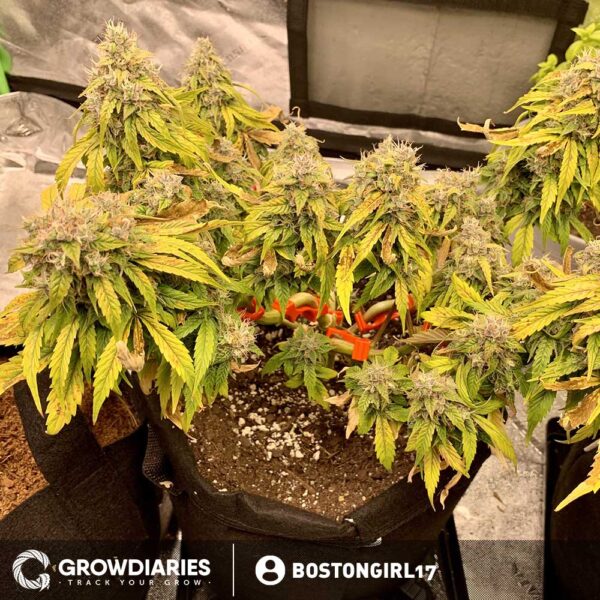 Light of Jah ® Autoflower Seeds - Image 4