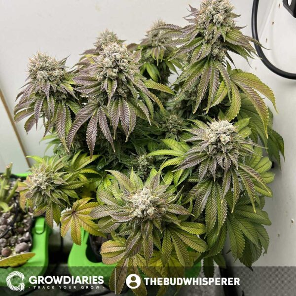 Pineapple Express Feminized Seeds - Image 3