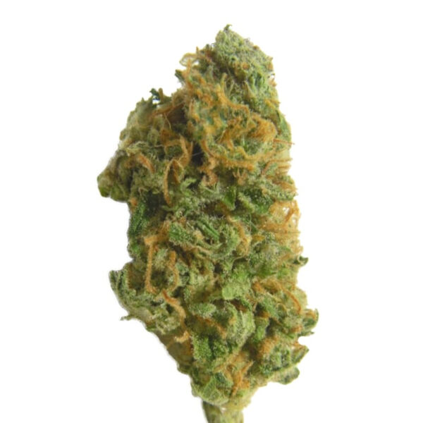 Skunk Special Regular Seeds - Image 2