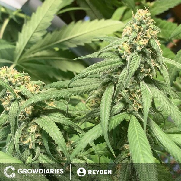 Master Kush Feminized Seeds - Image 3