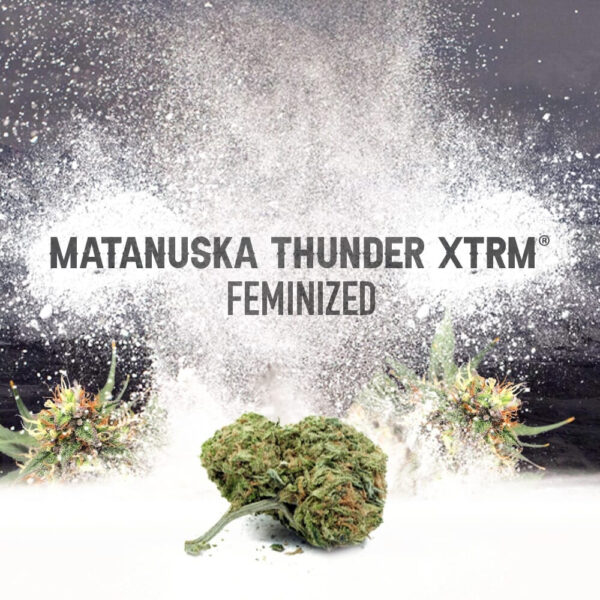 Matanuska Thunder XTRM ® Feminized Seeds - Image 3