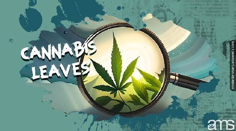 marijuana cannabis facts
