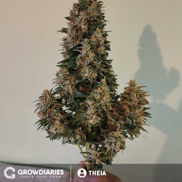 Pineapple Express Feminized Seeds - Image 6