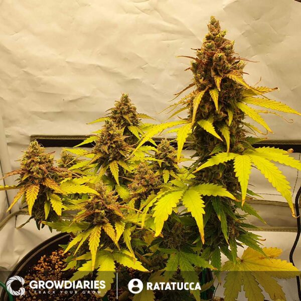 Purple Power XTRM Autoflower Seeds - Image 4