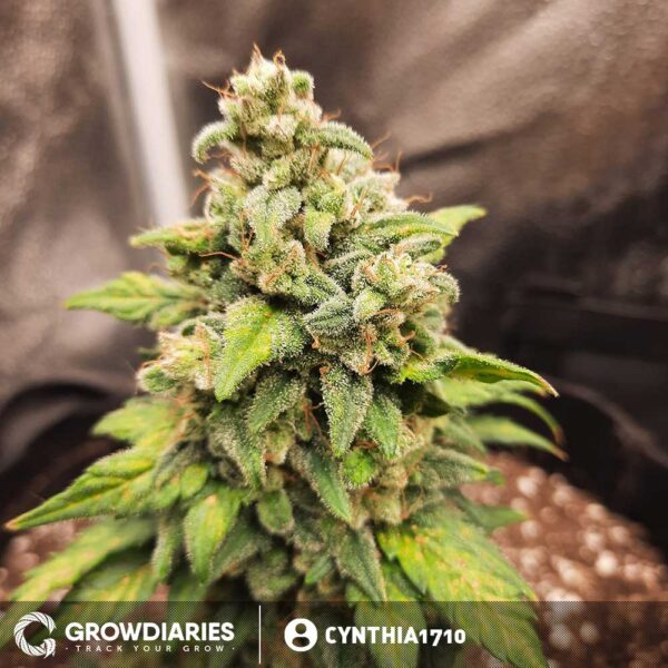 Pineapple Express Autoflower Seeds - Image 3