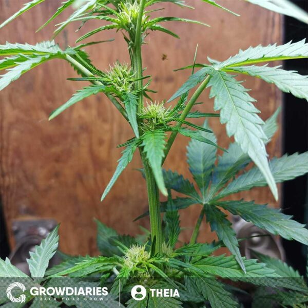 Habiba ® Autoflower Seeds - Image 2