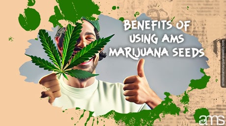 Benefits AMS Marijuana Seeds