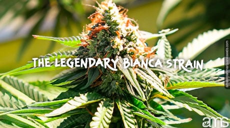 Legendary Bianca Strain