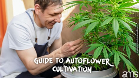 guide autoflower cultivation