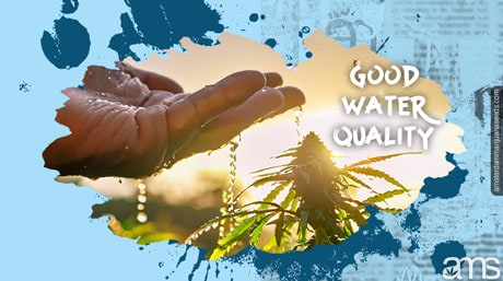 marijuana plant watered with quality water