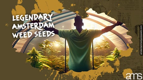 Legendary Amsterdam Weed Seeds