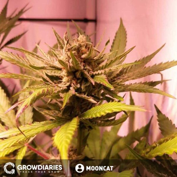 Pineapple Express Feminized Seeds - Image 5