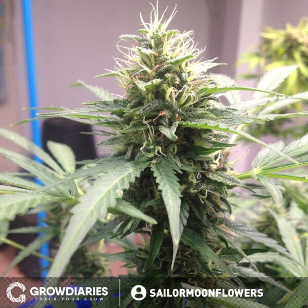 Purple Power XTRM Autoflower Seeds - Image 3