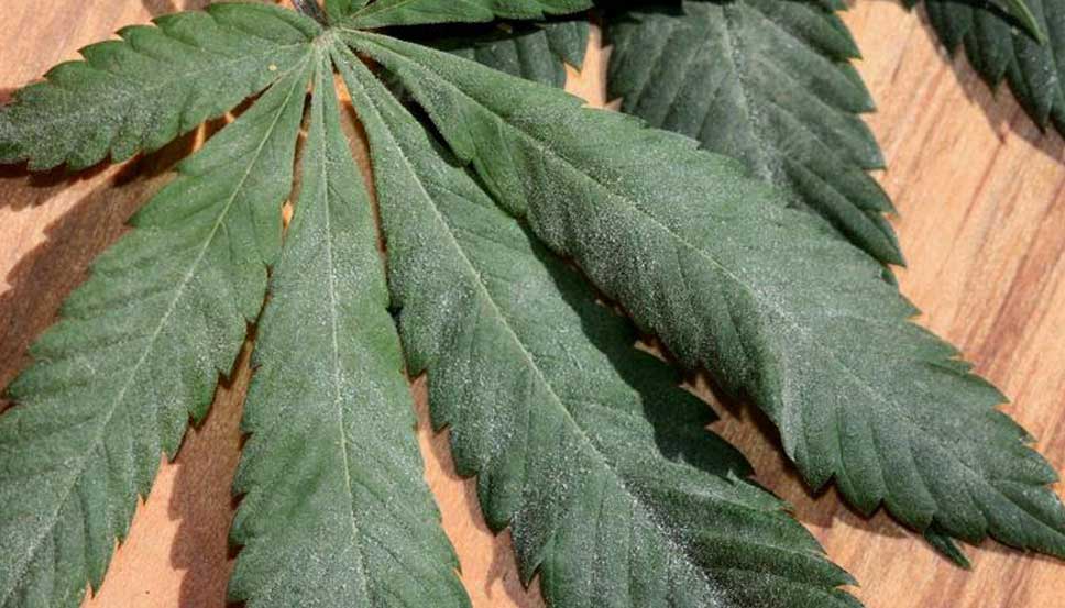Visual example of leaf damage caused by caterpillars on cannabis. Recognize early signs of infestation on cannabis leaves.