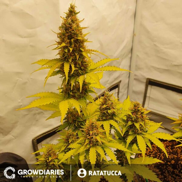 New York Turbo Diesel Feminized Seeds - Image 4
