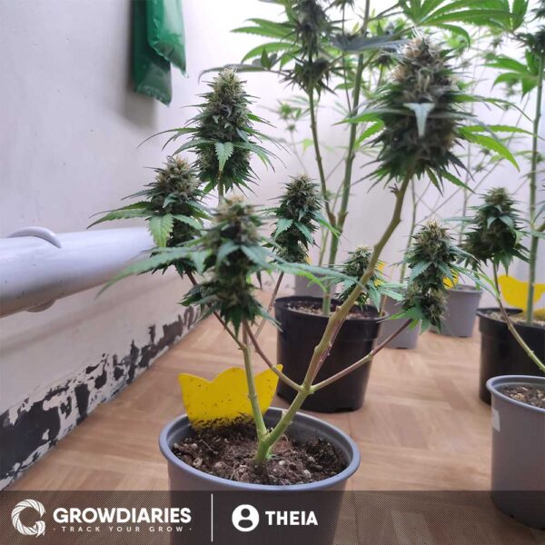 Pineapple Express Feminized Seeds - Image 8