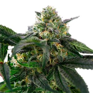 easy-rider-marijuana-seeds.jpg