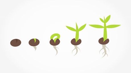 Germinating Marijuana