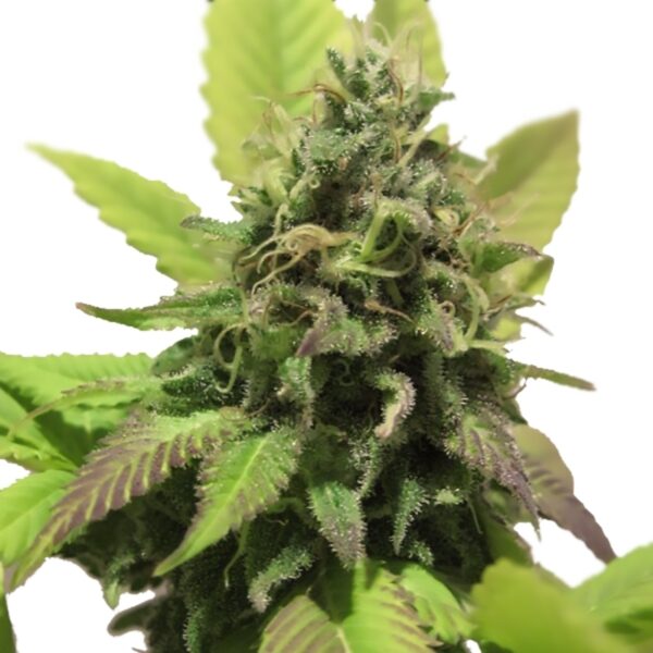 Habiba ® Autoflower Seeds - Image 4
