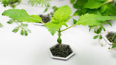 Hydroponica Cannabis Hydroponic Marijuana