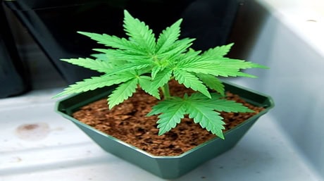 Autoflower Marijuana Seeds