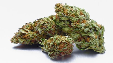 Dense Marijuana Buds