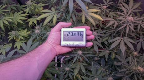 Marijuana Climate