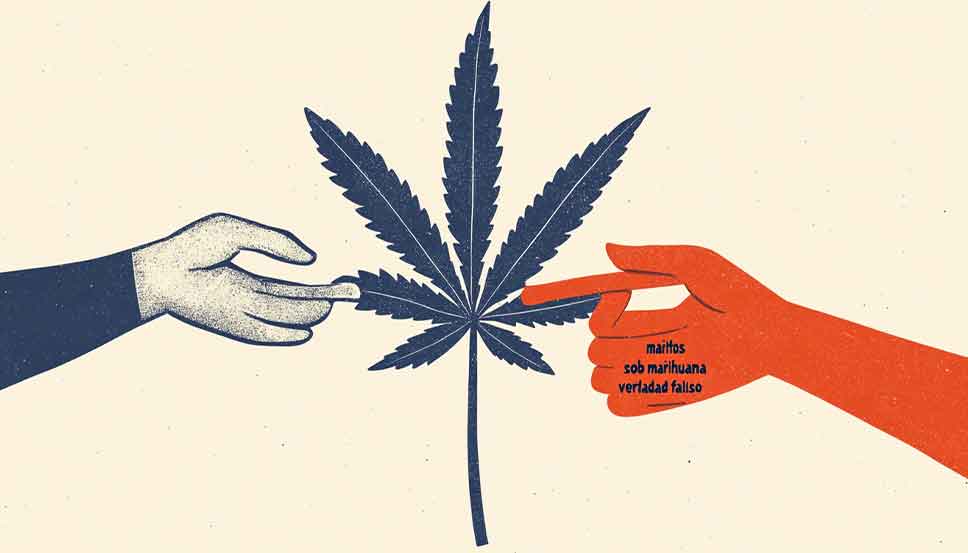 Illustration showing common myths about marijuana being debunked with facts and cannabis plant icons